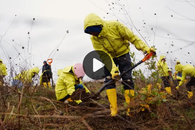 raiffeisen bank, plantare copaci